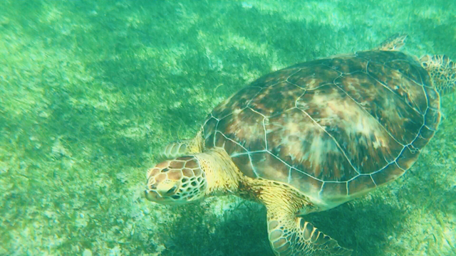 sea turtle, mayan riviera