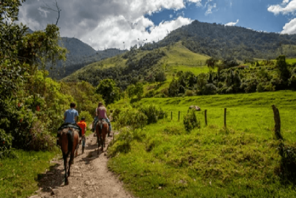Cocora valley trail in colombia
